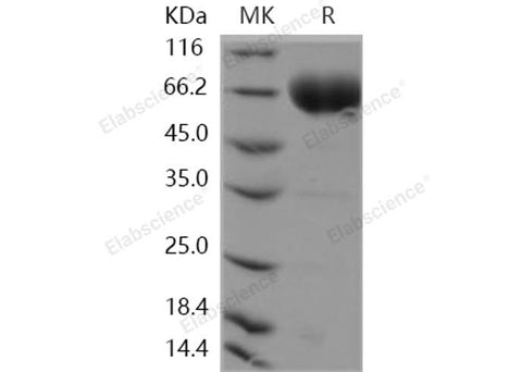 > 95 % as determined by reducing SDS-PAGE.