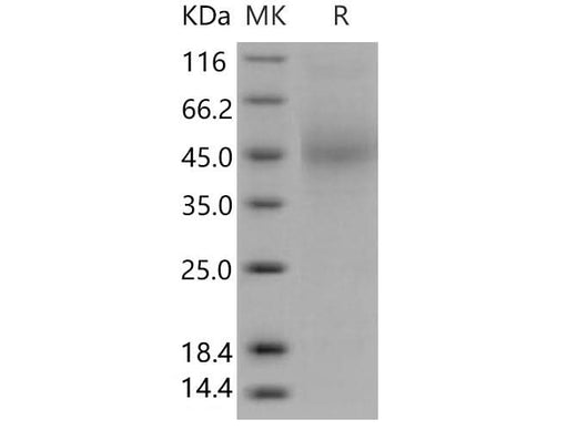 > 85 % as determined by reducing SDS-PAGE.
