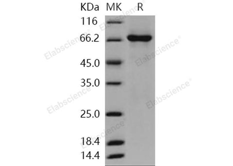 > 92 % as determined by reducing SDS-PAGE.