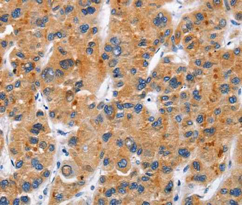 Anti-Human CD137 Antibody