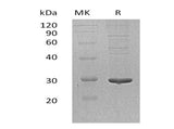 > 90 % as determined by reducing SDS-PAGE.