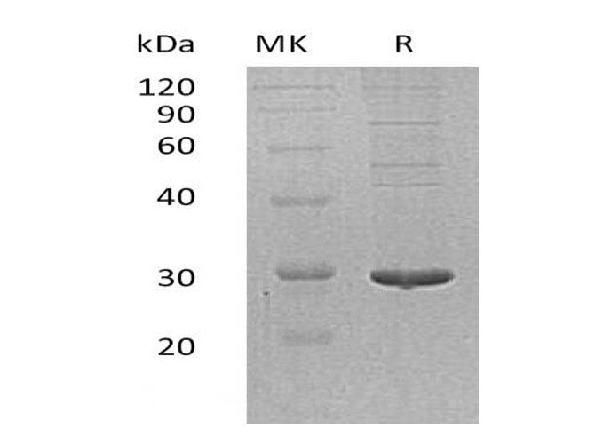 > 90 % as determined by reducing SDS-PAGE.