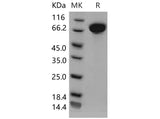 > 97 % as determined by reducing SDS-PAGE.