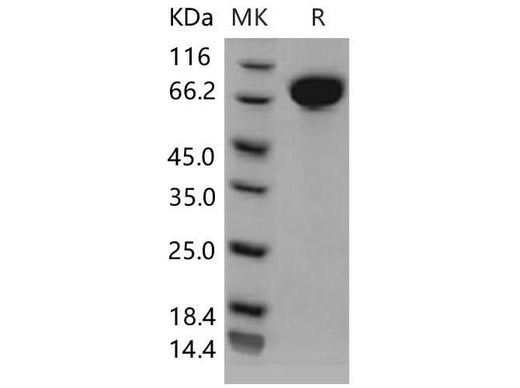 > 97 % as determined by reducing SDS-PAGE.