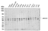 Anti-Human/Mouse/Rat JNK1/2/3 Antibody [B678]