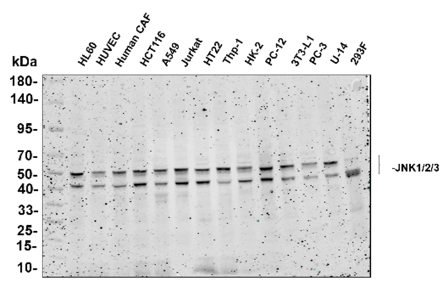 Anti-Human/Mouse/Rat JNK1/2/3 Antibody [B678]