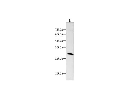 Anti-Human KLK10 Antibody - ABMIUM