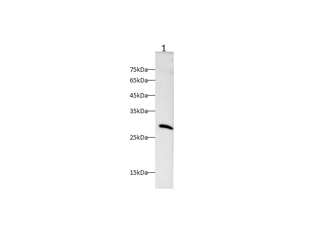 Anti-Human KLK10 Antibody - ABMIUM