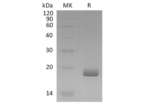 Recombinant Human IFN-λ3/IL-28B Protein - ABMIUM