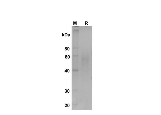 SDS-PAGE analysis of Mouse Fas Ligand/TNFSF6 proteins , 2 μg/lane of Recombinant Mouse Fas Ligand/TNFSF6 proteins was resolved with SDS-PAGE under reducing conditions , showing bands at 55-60 kDa.