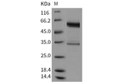 > 80 % as determined by reducing SDS-PAGE.