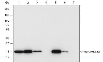 Anti-Human/Rat/Mouse Histone H3 (Symmetric Di Methyl Arg2) Antibody [A834] - ABMIUM