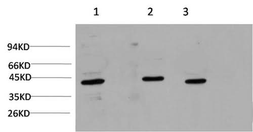Western Blot analysis of 1) Hela, 2) 3T3, 3) Rat brain using ACTA1 Monoclonal Antibody at dilution of 1:1000.