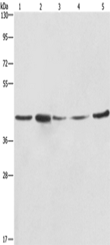 Anti-Human/Mouse/Rat RPSA Antibody - ABMIUM