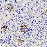 Immunohistochemistry analysis of paraffin-embedded mouse kidney using NPHS1 Polyclonal Antibody at dilution of 1:1000.