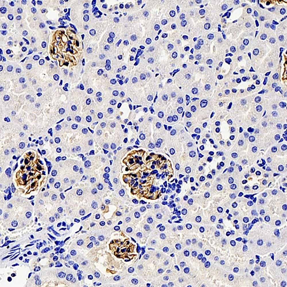 Immunohistochemistry analysis of paraffin-embedded mouse kidney using NPHS1 Polyclonal Antibody at dilution of 1:1000.