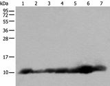 Western blot analysis of 293T and RAW264.7 cell Human fetal brain tissue Jurkat and 231 cell Human heart tissue Hela cell lysates using C14orf2 Polyclonal Antibody at dilution of 1:600