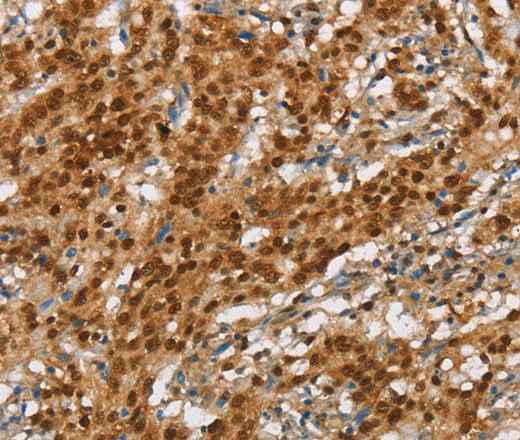 Anti-Human NLRP7 Antibody
