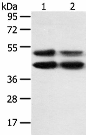 Western blot analysis of K562 and hela cell using MAPK8 Polyclonal Antibody at dilution of 1:600