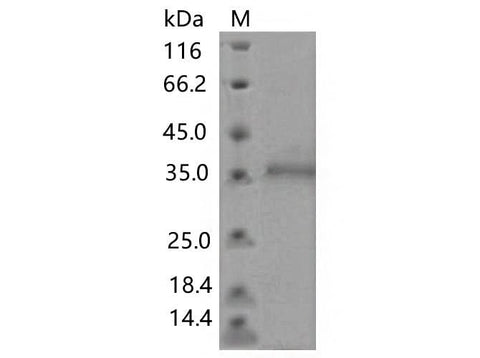 > 90 % as determined by reducing SDS-PAGE.