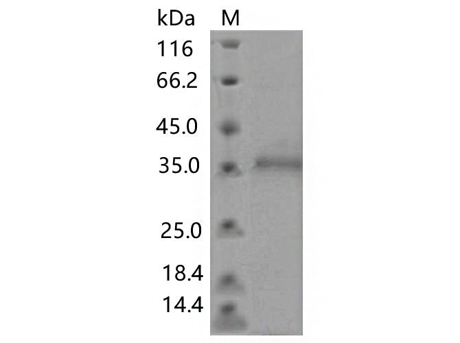 > 90 % as determined by reducing SDS-PAGE.