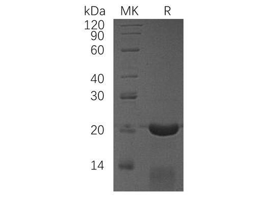 > 95 % as determined by reducing SDS-PAGE.