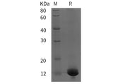 SDS-PAGE analysis of Rat RUNX2/CBFA1 proteins, 2 μg/lane of Recombinant Rat RUNX2/CBFA1 proteins was resolved with SDS-PAGE under reducing conditions, showing bands at 12 kDa.