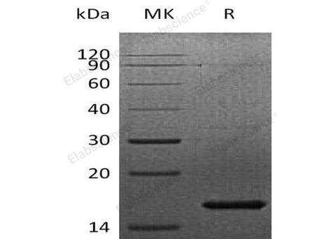 Recombinant Human FGF-7/KGF Protein - ABMIUM