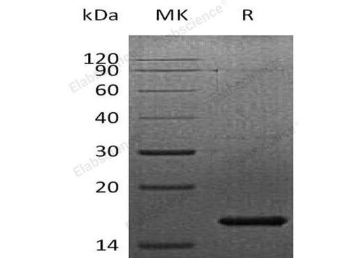 Recombinant Human FGF-7/KGF Protein - ABMIUM