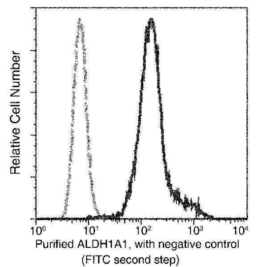 Anti-Human ALDH1A1 Antibody [A885] - ABMIUM