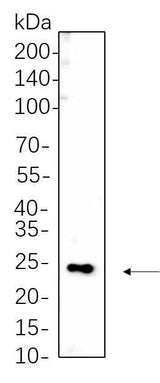 Anti-Human/Mouse/Rat MYL9 Antibody [B1065]