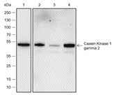 Anti-Human/Rat/Mouse Casein Kinase 1 gamma 2 Antibody [A544]