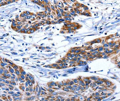 Anti-Human AQP8 Antibody