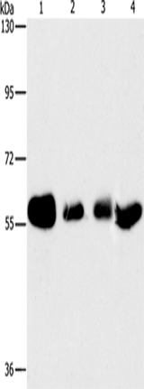 Anti-Human API5 Antibody - ABMIUM