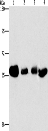 Anti-Human API5 Antibody - ABMIUM