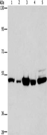 Anti-Human PDE4D Antibody - ABMIUM