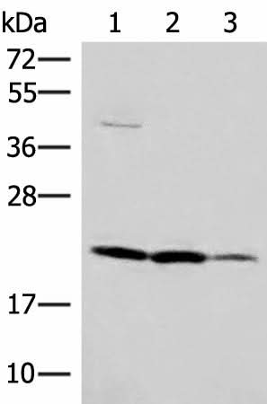 Western blot analysis of A549 HT29 and Raji cell lysates using IL37 Polyclonal Antibody at dilution of 1:650