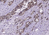 Anti-Human EGFR Antibody [A845]