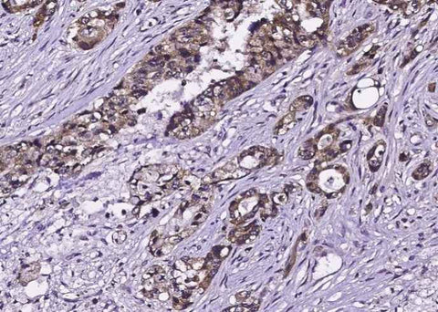 Anti-Human EGFR Antibody [A845] - ABMIUM