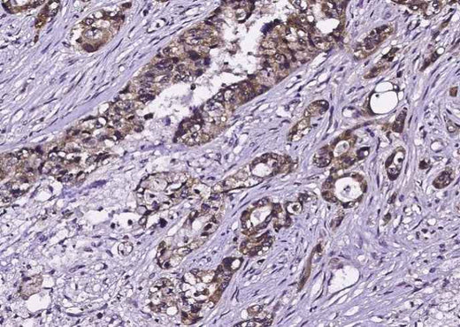 Anti-Human EGFR Antibody [A845] - ABMIUM