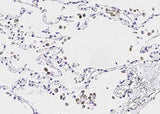 Anti-Human IL36G Antibody [B224]