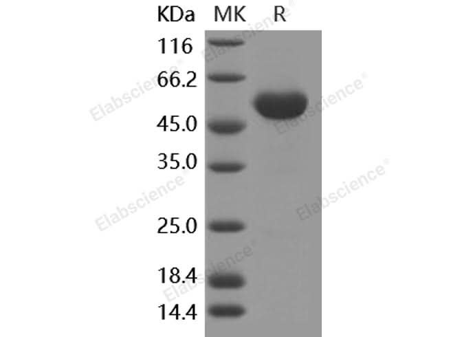 Recombinant Human Frizzled-4/FZD4 Protein (Fc Tag) - ABMIUM