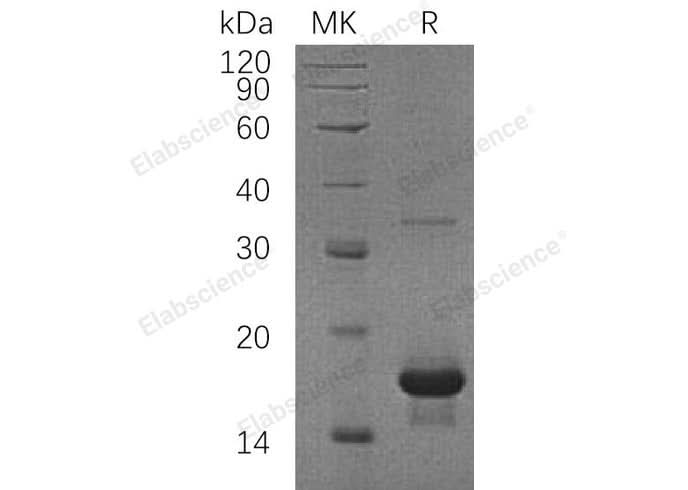 > 94 % as determined by reducing SDS-PAGE.