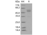 > 90 % as determined by reducing SDS-PAGE.