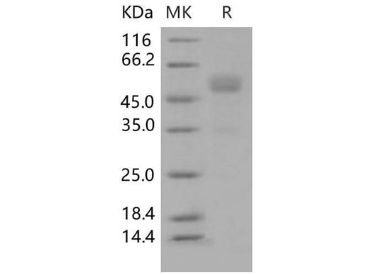 > 90 % as determined by reducing SDS-PAGE.