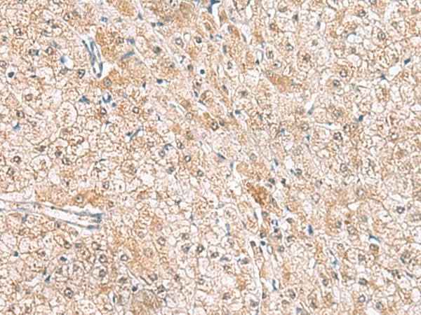 Anti-Human HLA-E Antibody