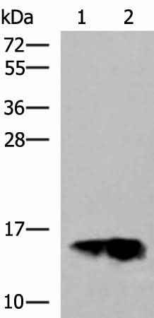 Anti-Human/Mouse/Rat GOLGA7 Antibody