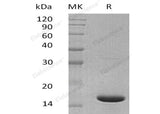 > 95 % as determined by reducing SDS-PAGE.