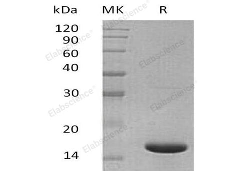 > 95 % as determined by reducing SDS-PAGE.