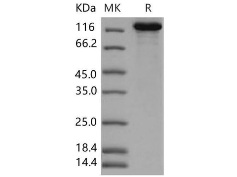 > 95 % as determined by reducing SDS-PAGE.